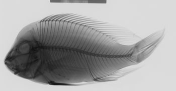 Media type: image;   Ichthyology 90937 Aspect: lateral,description
